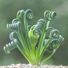 Albuca spiralis
