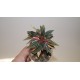 Пеперомия Peperomia caperata Rosso