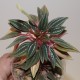 Пеперомия Peperomia caperata Rosso