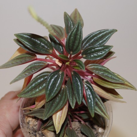 Пеперомия Peperomia caperata Rosso