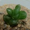Haworthia cooperi truncata small