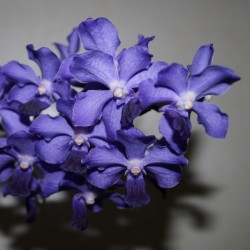 ъ25 Ванда гибридная Vanda Deep Blue