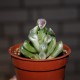 Crassula ovata Hobbit variegata