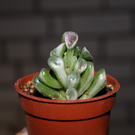 Crassula ovata Hobbit variegata