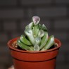 Crassula ovata Gollum variegata