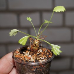 Pelargonium barklyi