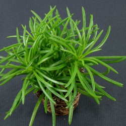 Senecio barbertonicus - черенок
