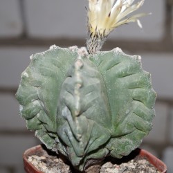 Astrophytum myriostigma nudum Kikko 4-ribs