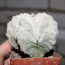 Astrophytum myriostigma Kikko
