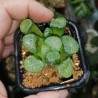 Haworthia Maughanii Shirotae Kyodai