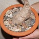 Phyllanthus mirabilis / Галерея