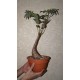 Phyllanthus mirabilis