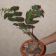 Phyllanthus mirabilis