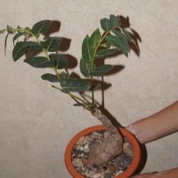 Phyllanthus mirabilis