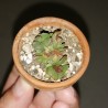 Crassula ovata Gimli