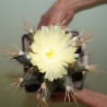 Астрофитум Astrophytum ornatum old - Галерея