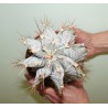 Астрофитум Astrophytum ornatum mirbeli - Галерея