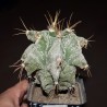 Астрофитум Astrophytum ornatum Kikko - Галерея