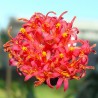 Senecio saginata