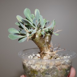 Отонна Othonna euphorbioides - Галерея