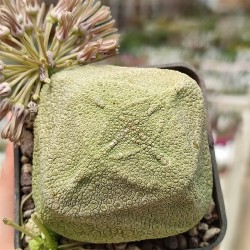 Pseudolithos cubiformis