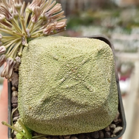 Pseudolithos cubiformis