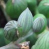 Крестовник Senecio herreanus