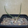 Астрофитум Astrophytum caput-medusae - Галерея