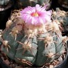 Эхинонактус Echinocactus horizonthalonius - Галерея