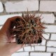 Ferocactus acanthodes 
