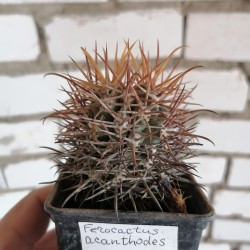 Ferocactus acanthodes 