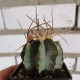 Astrophytum senile Taiho