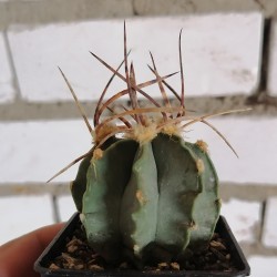 Astrophytum senile Taiho