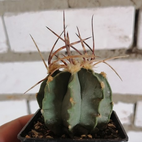 Astrophytum senile Taiho