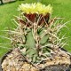 Astrophytum senile Taiho
