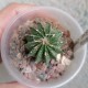 Astrophytum senile ex Rosa Bluete, с крапом