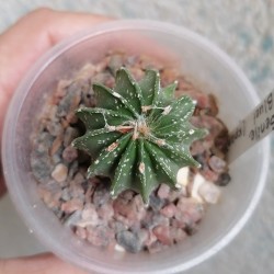 Astrophytum senile ex Rosa Bluete, с крапом
