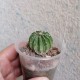 Astrophytum senile ex Rosa Bluete, с крапом