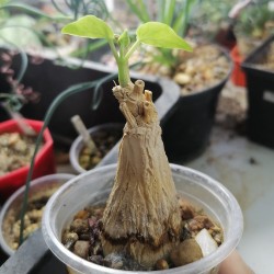 Gonolobus cyclophillus