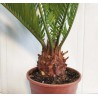 Cycas revoluta
