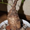 Sterculia colorata