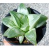 Haworthia Milky Way retusa variegata
