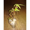 Бегония Begonia partita