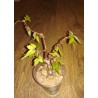 Бегония Begonia partita двойная