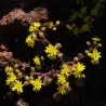 Aeonium laxum (Aichryson laxum)