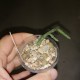 Tromotriche longii
