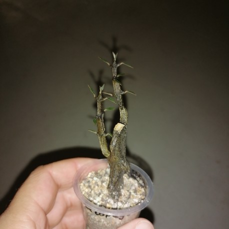 Ceropegia armandii