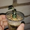 Dorstenia foetida