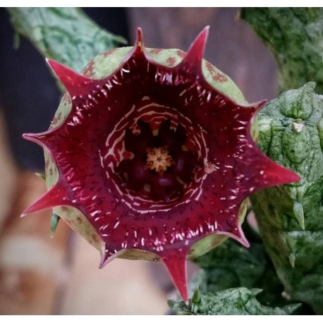 Stapelianthus insignis