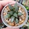 Haworthia Yukikeshiki splendens 23-10